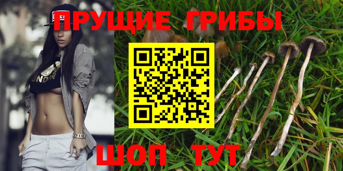 Псилоцибиновые грибы мицелий Гусиноозёрск